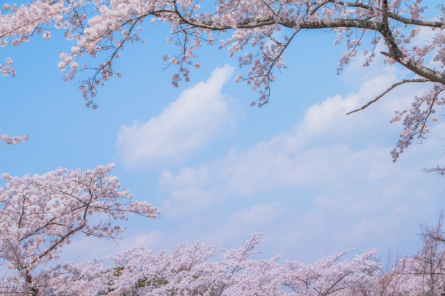 桜と青空